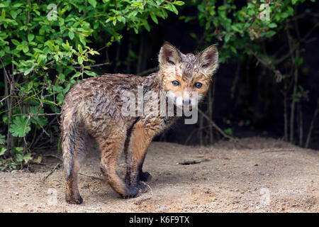 Nasse junge Red Fox (Vulpes vulpes), single Kit aus Dickicht im Frühjahr Stockfoto