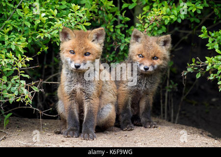 Zwei nette junge Rote Füchse (Vulpes vulpes), die sich aus Dickicht im Frühjahr Stockfoto