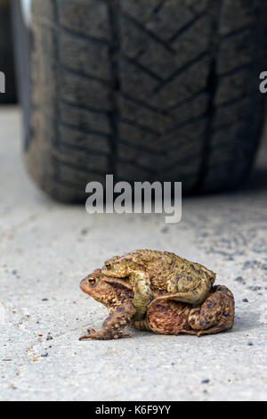 Erdkröte/Europäischen Kröten (Bufo bufo) Paar in Amplexus vor autoreifen Überquerung der Straße auf die Zucht Teich im Frühjahr Stockfoto