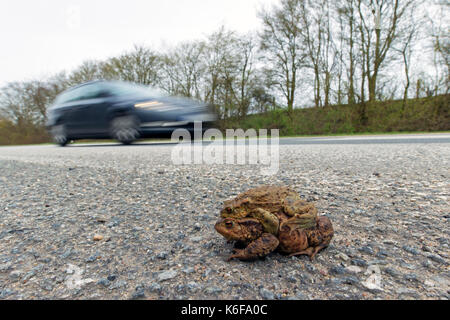 Erdkröte/Europäischen Kröten (Bufo bufo) Paar in Amplexus Kreuzung Straße mit vorbeifahrenden Autos zu Zucht Teich im Frühjahr Stockfoto