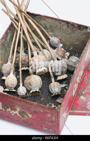 Getrockneter Mohn Schoten und Samen in ein altes Zinn. Großbritannien Stockfoto