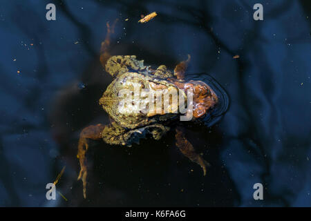 Erdkröte/Europäischen Kröten (Bufo bufo) Paar in Amplexus schwimmen in Zucht Teich im Frühjahr Stockfoto