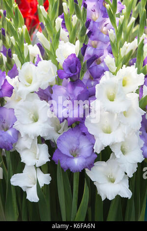 Gladiolen. Gemischte Gladiolen Blumen auf einem Blumenarrangement eine Blume zeigen Stockfoto