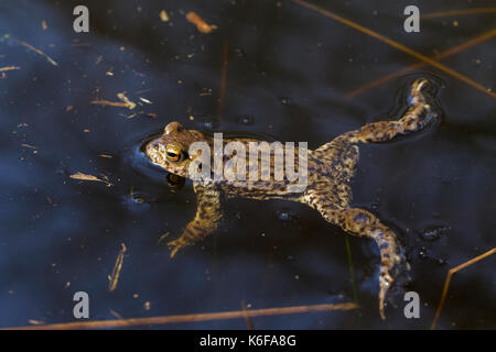 Erdkröte/Europäischen Kröte (Bufo bufo) männliche Schwimmen in Zucht Teich im Frühjahr Stockfoto