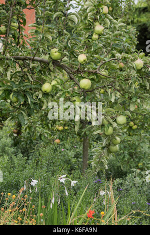 Malus Domestica. Gloria Mundi Apfelbaum mit Äpfeln im August. Kochen Äpfel Stockfoto