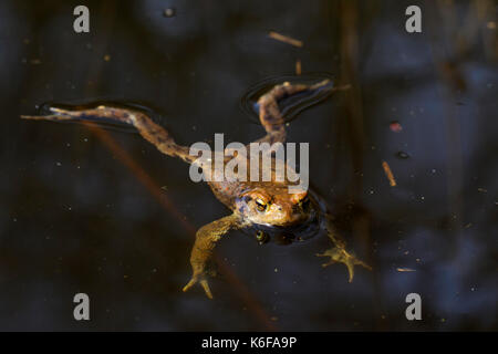 Erdkröte/Europäischen Kröte (Bufo bufo) männliche Schwimmen in Zucht Teich im Frühjahr Stockfoto