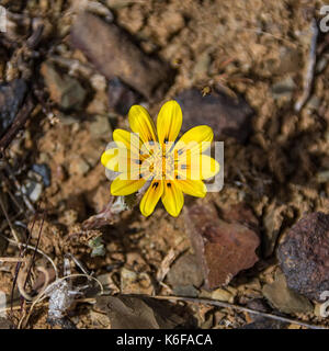 Gazania lichtensteinii Blume im nördlichen Kap, Südafrika Stockfoto