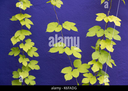 Humulus lupulus Aureus. Golden hop Blätter klettern bis die Drähte gegen einen lila bemalte Wand. RHS Harlow Carr, Harrogate, Großbritannien Stockfoto