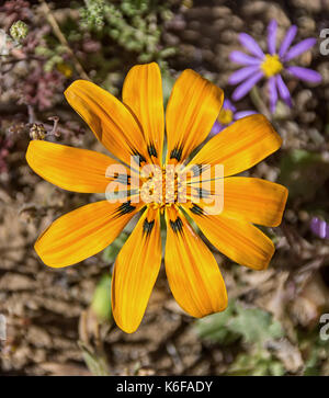 Gazania lichtensteinii Blume im nördlichen Kap, Südafrika Stockfoto