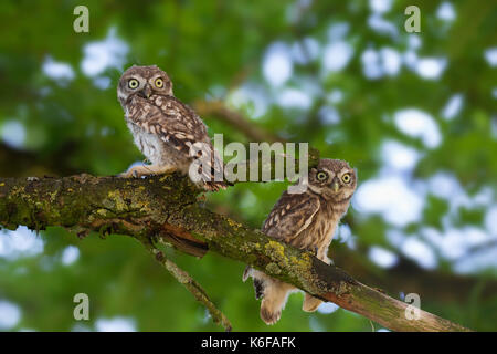 Zwei Steinkäuze (Athene noctua) flügge im Baum im Sommer gehockt Stockfoto