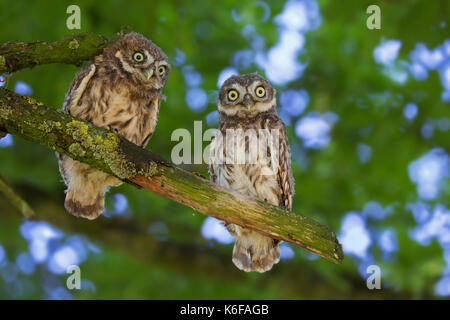 Zwei Steinkäuze (Athene noctua) flügge im Baum im Sommer gehockt Stockfoto