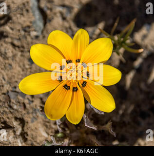 Gazania lichtensteinii Blume im nördlichen Kap, Südafrika Stockfoto