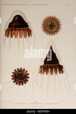 Sterben acraspeden Medusen der deutschen Expedition Tiefsee 1898 1899 (17246614883) Stockfoto