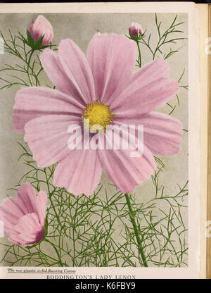 Boddington's Qualität Blumenzwiebeln, Samen und Pflanzen (15208340570) Stockfoto