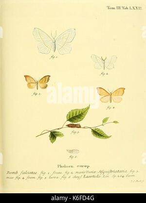 Schmetterlinge Sterben in Abbildungen nach der Natur (10312101295) Stockfoto