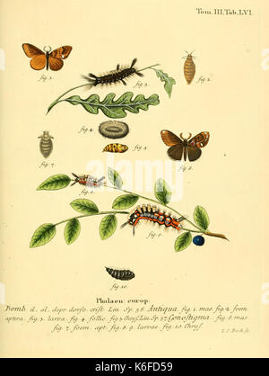 Schmetterlinge Sterben in Abbildungen nach der Natur (10312025105) Stockfoto