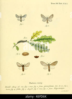 Schmetterlinge Sterben in Abbildungen nach der Natur (10311273794) Stockfoto