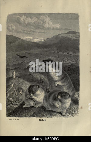 Brehms thierleben, allgemeine Kunde des thierreichs (8345993581) Stockfoto