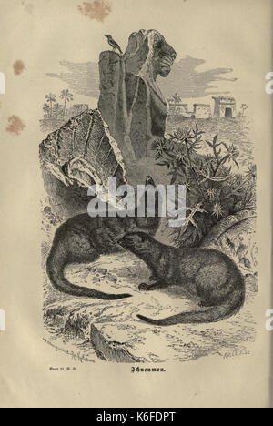 Brehms thierleben, allgemeine Kunde des thierreichs (8345990359) Stockfoto