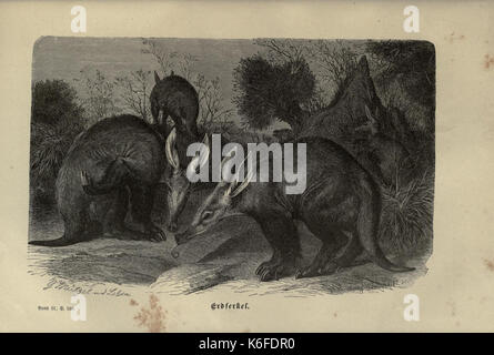 Brehms thierleben, allgemeine Kunde des thierreichs (8345997553) Stockfoto
