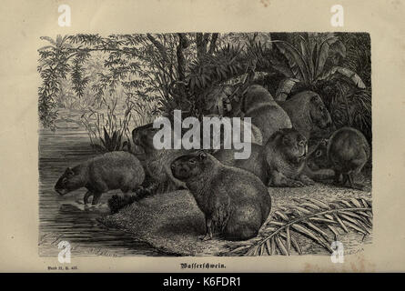 Brehms thierleben, allgemeine Kunde des thierreichs (8347051058) Stockfoto