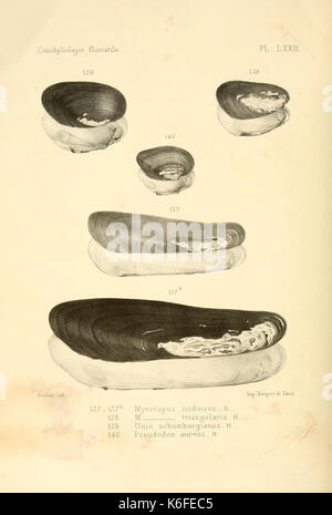 Conchyliologie fluviatile de la Province de Nanking et de la Chine centrale (9510465306) Stockfoto