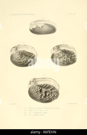 Conchyliologie fluviatile de la Province de Nanking et de la Chine centrale (9510375266) Stockfoto