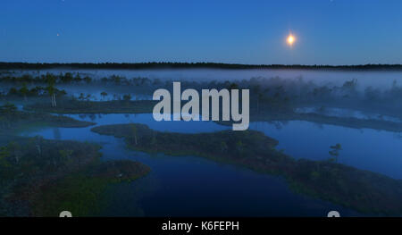 Misty Sommernacht in Mannikjärve Moor, Endla Naturschutzgebiet, Estland Stockfoto