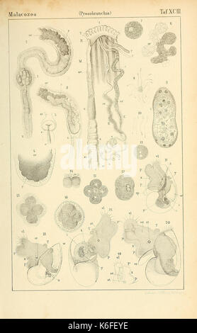 Die Klassen und Ordnungen des Thier Reichs (9390809517) Stockfoto