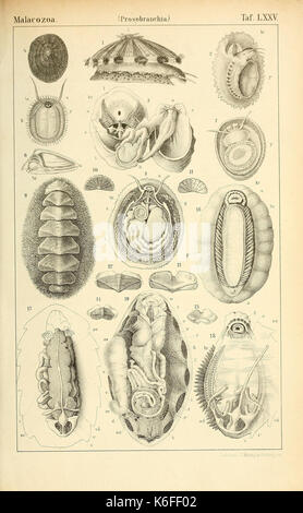 Die Klassen und Ordnungen des Thier Reichs (9390769005) Stockfoto