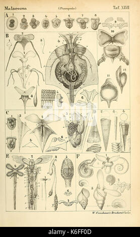 Die Klassen und Ordnungen des Thier Reichs (9390711313) Stockfoto