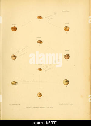 Conchologia indica (Platte LXXXIX) (8578218798) Stockfoto