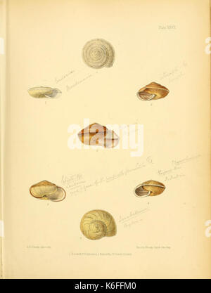 Conchologia indica (Platte XXVII) (8577098359) Stockfoto