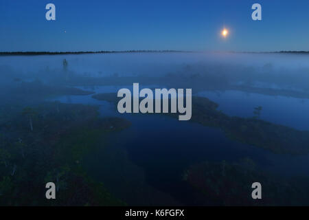 Misty Sommernacht in Mannikjärve Moor, Endla Naturschutzgebiet, Estland Stockfoto