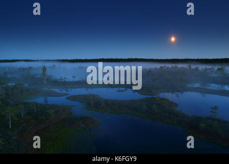 Misty Sommernacht in Mannikjärve Moor, Endla Naturschutzgebiet, Estland Stockfoto