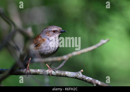 Dunnock, Phasianus colchicus (Prunelidae), erwachsenen männlichen auf Zweig thront. Europa Stockfoto