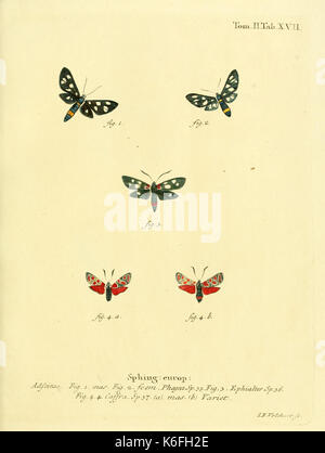 Schmetterlinge in Abbildungen nach der Natur (Tab. XVII) (8141888305) Stockfoto
