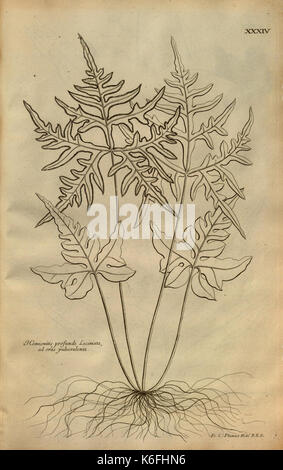 Beschreibung des Plantes de l'Amerique (PL. XXXIV) (8226699405) Stockfoto