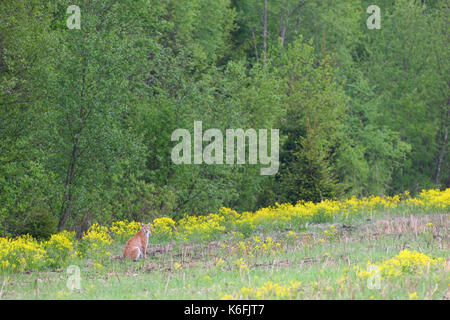 Wild und frei europäische Luchs (Lynx lynx) in Estland, Europa Stockfoto