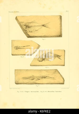 Beschreibung de quelques poissons Fossilien du Mont Liban (Platte 8) (8615647999) Stockfoto