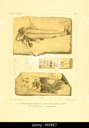 Beschreibung de quelques poissons Fossilien du Mont Liban (Platte 3) (8615645371) Stockfoto