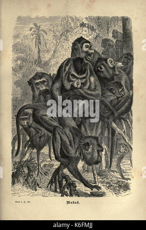 Brehms thierleben, allgemeine Kunde des thierreichs (Blatt 7) (7971891928) Stockfoto