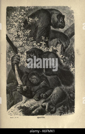 Brehms thierleben, allgemeine Kunde des thierreichs (Platte 3) (7971887048) Stockfoto