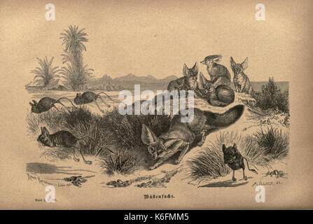 Brehms thierleben, allgemeine Kunde des thierreichs (Blatt 17) (7971905138) Stockfoto