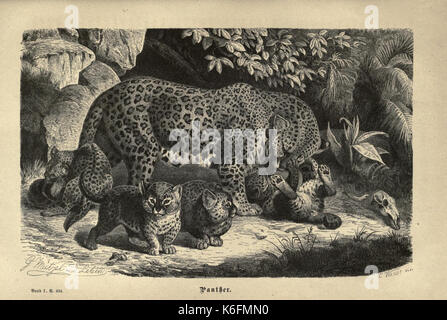 Brehms thierleben, allgemeine Kunde des thierreichs (Platte 13) (7971900120) Stockfoto
