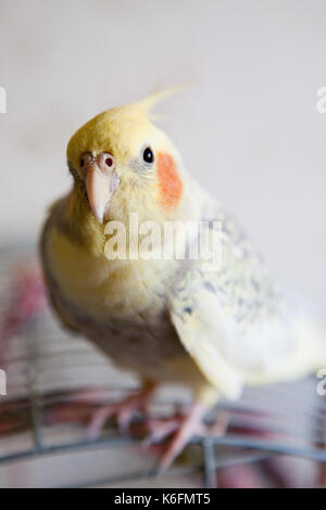 Portrait von nymphensittich (Nymphicus hollandicus) Stockfoto
