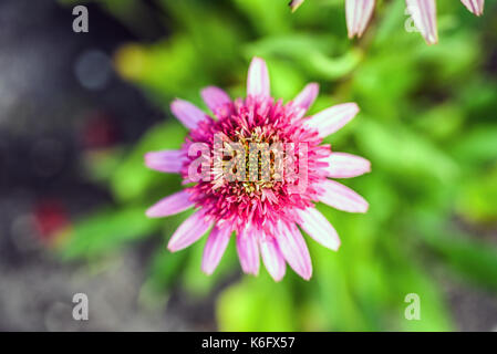 Rosa coneflower blühen im Garten, sonniger Sommertag. Stockfoto