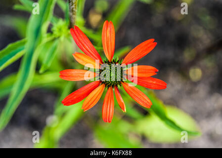 Red coneflower blühen im Garten, Sommer sonnigen Tag. Stockfoto