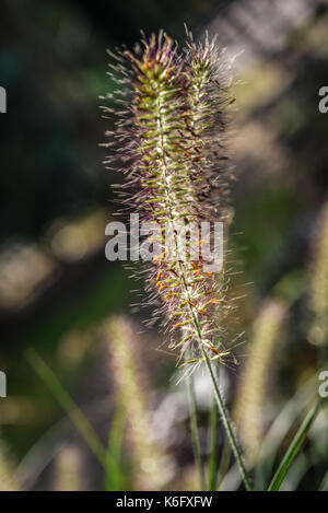 Pennisetum alopecuroides Gras blühen im Garten, Sommer sonnigen Tag. Stockfoto