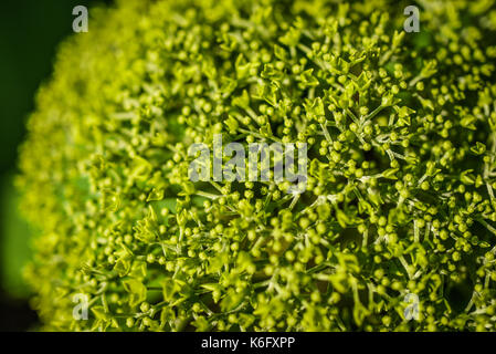 Kleine grüne Blume blühen im Garten, Sommer sonnigen Tag. Stockfoto